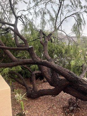 Tucson Electric Power