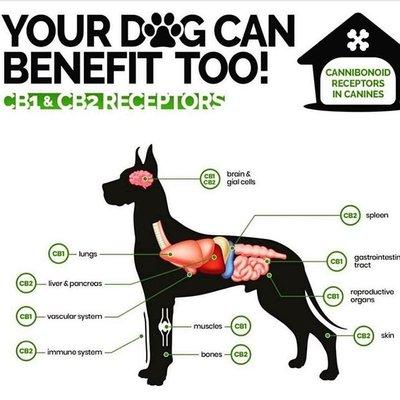 CBD helps our best friends, too.