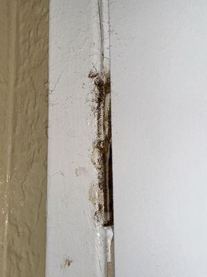 Pacifica S.D. Management