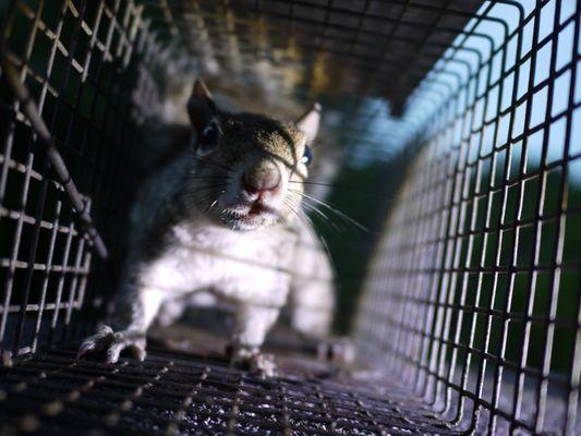 Animal Removal Montgomery