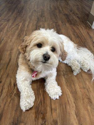 Havi, their therapy doggy