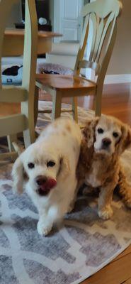 Lisa's Paws Pet Sitting