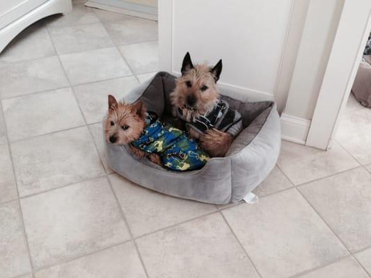 Clinton Veterinary Hospital