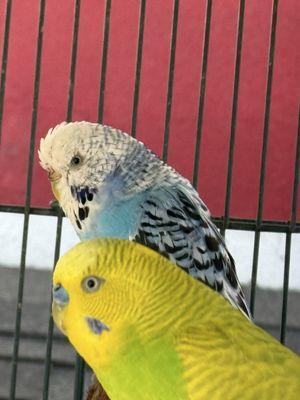 Westminster Only Smog