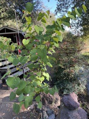 Redbud Nursery