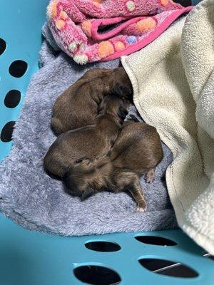 All Pets Animal Hospital & Rehabilitation Center