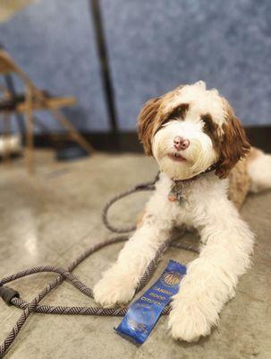 Hales Australian Labradoodles