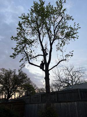 Estlinbaum Lawn Mowing and Tree Service