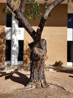 Angelo State University