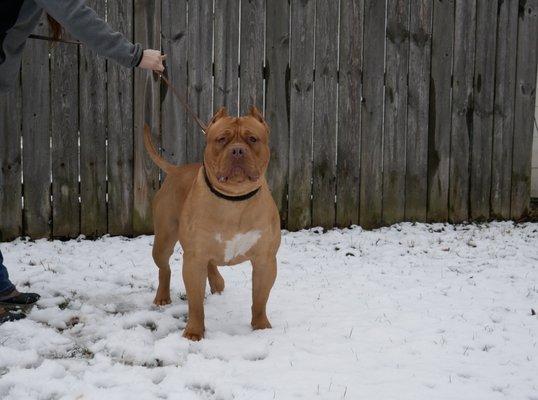 Toro our XL RED LION AMERICAN BULLY STUD