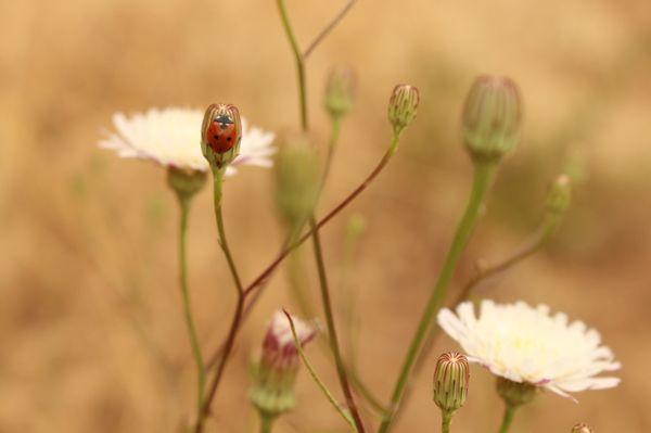 Lots of wild & exotic flowers
