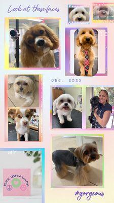 Peace, Love, And LovePups