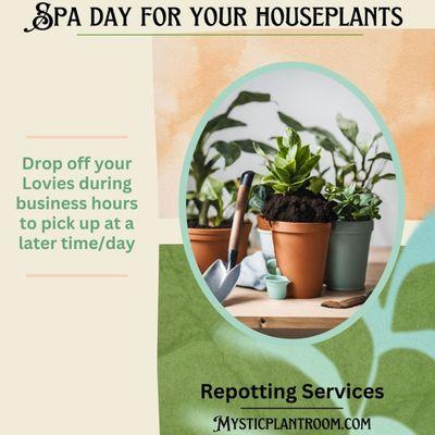 Plant repotting services Spring thru Fall