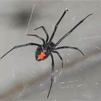 Armstrong Pest Control of Montana