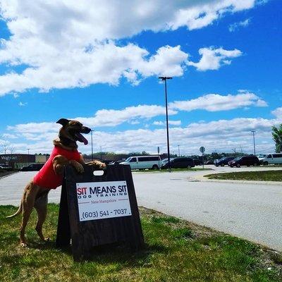 Sit Means Sit - New Hampshire