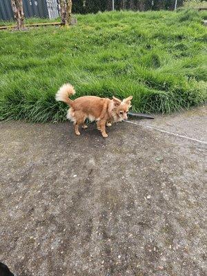 Green Valley Landscape Maintenance