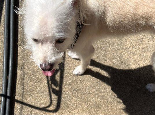 Rudy's Pawsome Kingdom