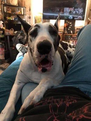 Sparkling Clean Pure-dry