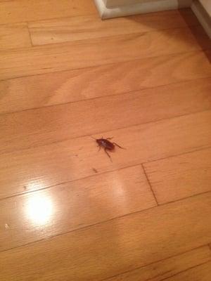 One of the MANY roaches we shared the house with.