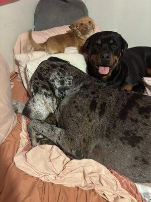 Keywood Animal Clinic