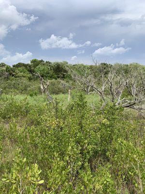 Betty Steflick Memorial Preserve