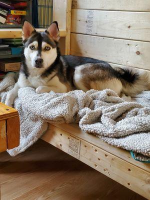 Rhonda's Paw Dog Training