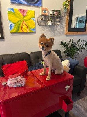 Blondies Mobile Pet Grooming