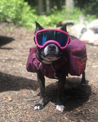 K9 Training Connection