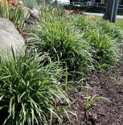 DCA Lawn & Cleaning Services