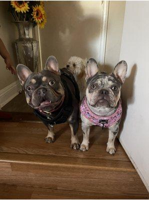 24/7LA Express Hauling Junk & Removal L.A.