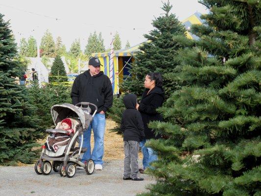 The Grove of Old Town Clovis Christmas Tree farm. #ChristmasTreesFresno #ChristmasTreesClovis