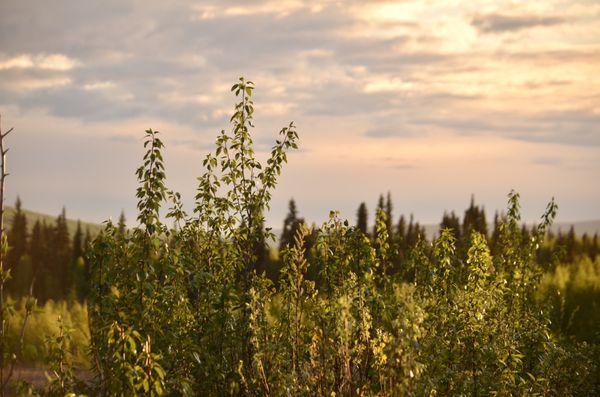 Alaska Tickets & Tours