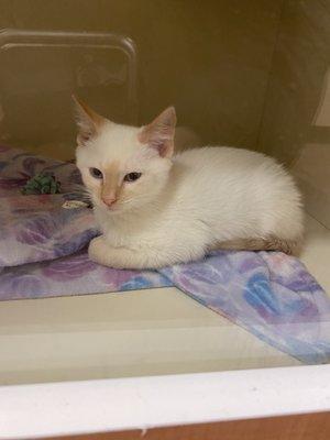 Idaho Falls Animal Shelter