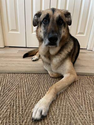 My dog looks and smells great after a basic hygiene appointment at Scenthound in Lutz, FL.