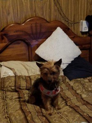 My Aussie Terrier . He was real scruffy and after he was so fluffy I can not even recognize him. Thank you.
You guys are the best