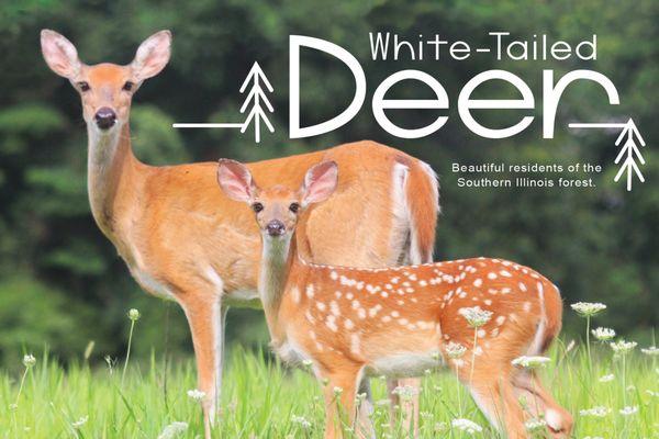 An outdoor enthusiast paradise! White tail deer in the Shawnee National Forest.