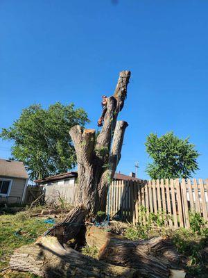 Handy Man Tree Service