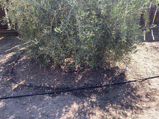 Pajaro Valley Irrigation