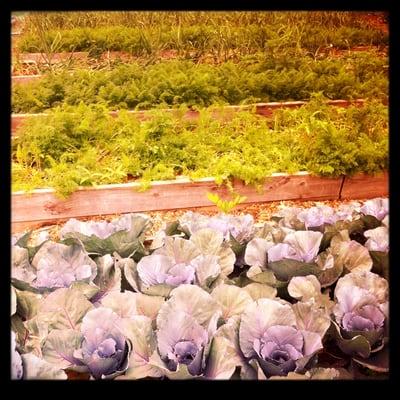 Sweet Auburn Festival