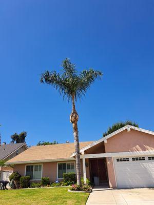 Lucky 7 Tree Services