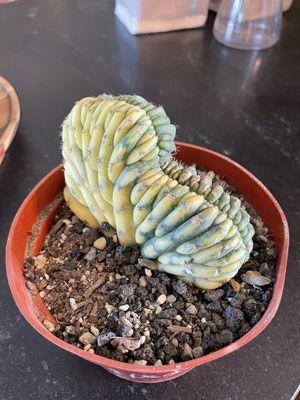 Variegated crested San Pedro