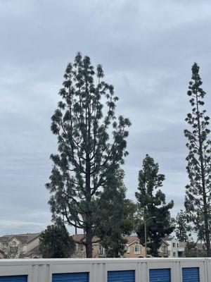 Quality Tree Service