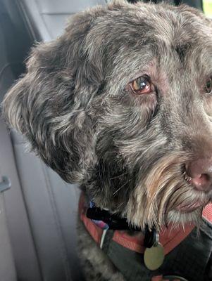 Rescued To Riches Grooming Salon