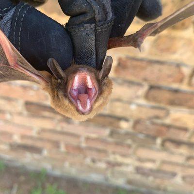 Freedom Pest Solutions