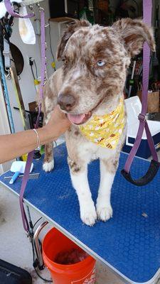Wiggles & Wash Mobile Dog Grooming