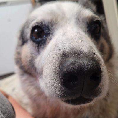 Goodworks Veterinary Hospital