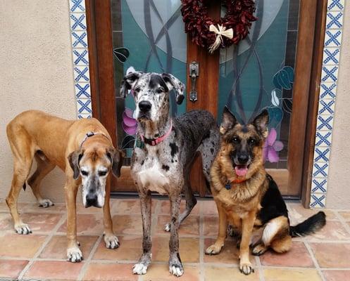 The Pet Nanny In Home Pet Sitters