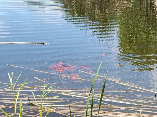 Sedona Wetlands Preserve
