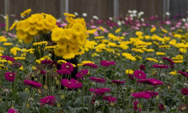 Thousands of Gerberas are harvested weekly.