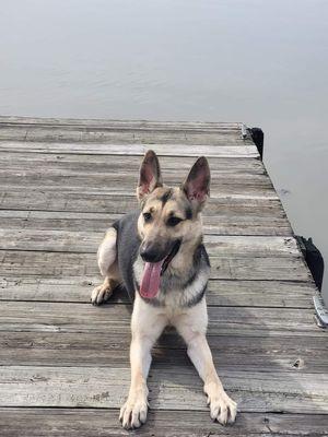 False River k9 Dog Training